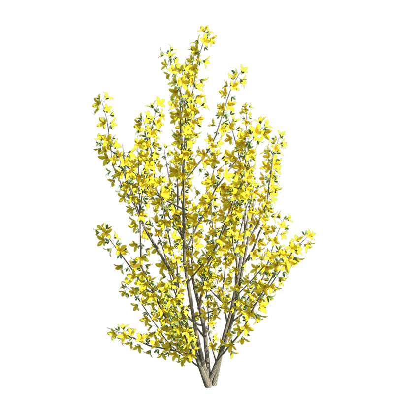 Forsythia - weeping forsythia 02